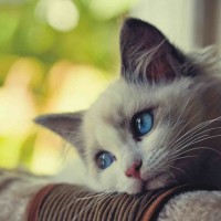 Avatar của người chơi Liễu Thùy My